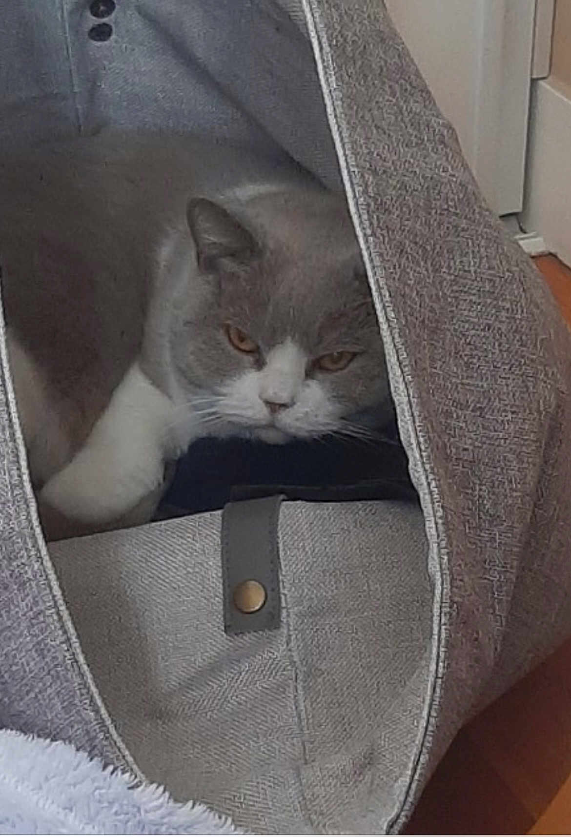 Ninette participe au concours pour gagner de l'argent avec cette photo : cat, gray_cat, white_cat, pet_tent, indoor, cozy, fur, animal, resting, looking, face, ears, whiskers, paw, home, fabric, texture, floor, cute, pet