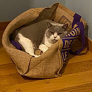 Ninette a rejoint le concours — aidez-le/la à gagner de superbes lots ! cat, gray_cat, white_cat, burlap_sack, purple_handles, wooden_floor, indoor, pet, resting, cozy, animal, feline, corner, unimpressed, fur, domestic_cat, mammal, quiet, relaxed, texture