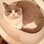 Ninette participe au concours pour gagner de l'argent avec cette photo : cat, sink, pet, animal, feline, curled_up, white, gray, orange_eyes, indoor, bathroom, cute, fur, resting, domestic_cat, close_up, looking, comfortable, still, quiet