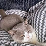 Ninette a rejoint le concours — aidez-le/la à gagner de superbes lots ! cat, feline, pet, gray, white, fur, sleepy, blanket, cozy, soft, comfort, resting, indoor, animal, mammal, cute, relaxed, patterned, home, warm