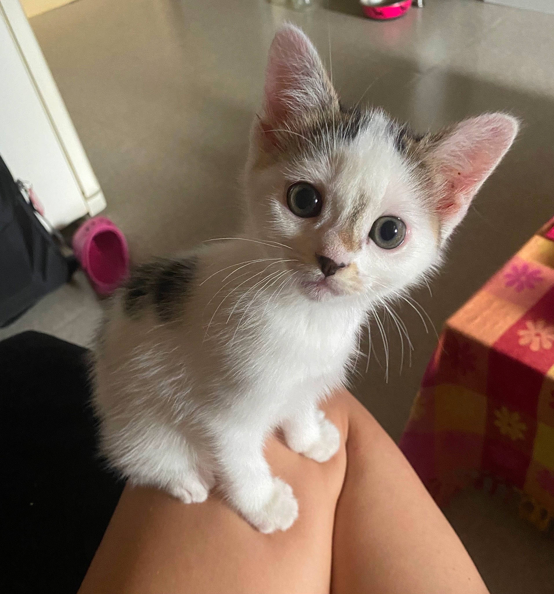 Pookie participe au concours pour gagner de l'argent avec cette photo : box, carnivore, cat, cat_furniture, claw, domestic_short_haired_cat, eye, fawn, felidae, fur, paw, small_to_medium_sized_cats, snout, tail, whiskers