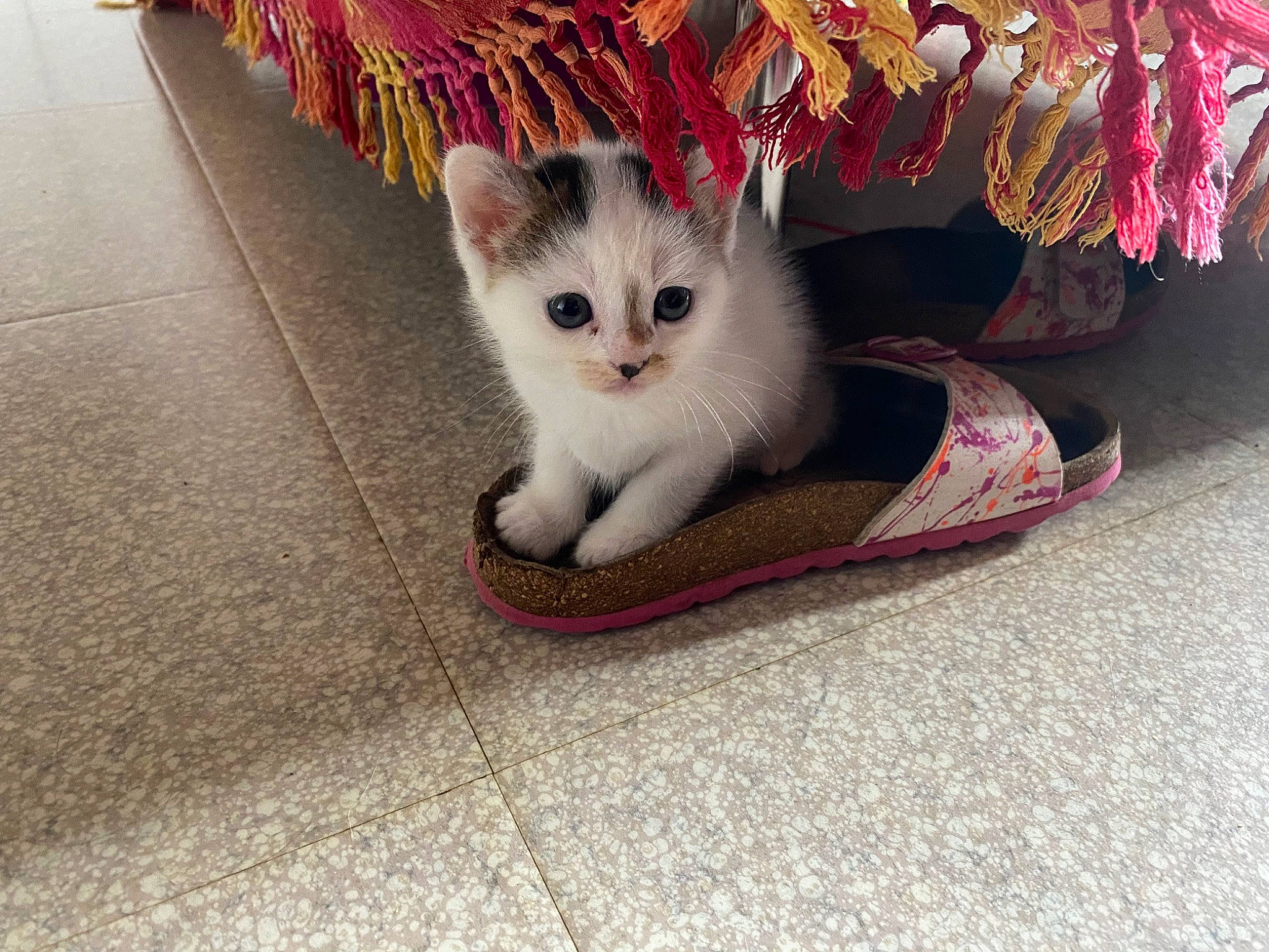 Pookie a rejoint le concours — aidez-le/la à gagner de superbes lots ! carmine, carnivore, cat, claw, domestic_short_haired_cat, fawn, felidae, flooring, foot, fur, human_leg, leg, paw, road_surface, sitting, small_to_medium_sized_cats, snout, tail, whiskers