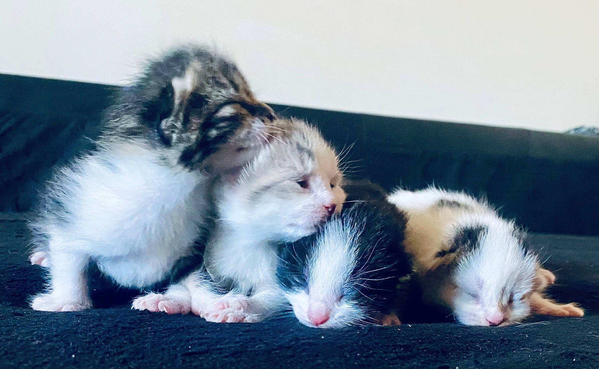 Pookie participe au concours pour gagner de l'argent avec cette photo : carnivore, cat, claw, close_up, comfort, companion_dog, domestic_short_haired_cat, fawn, felidae, foot, fur, gesture, grass, paw, sitting, small_to_medium_sized_cats, snout, terrestrial_animal, vertebrate, whiskers