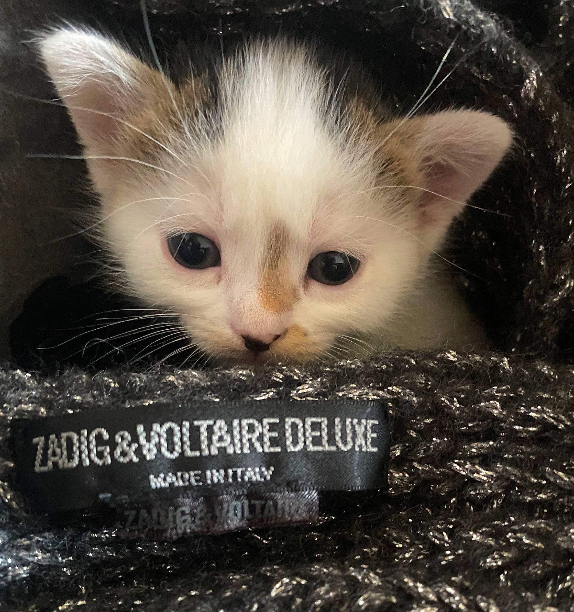 Pookie a rejoint le concours — aidez-le/la à gagner de superbes lots ! carnivore, cat, domestic_short_haired_cat, felidae, font, fur, grass, paw, photo_caption, small_to_medium_sized_cats, soil, tail, terrestrial_animal, whiskers