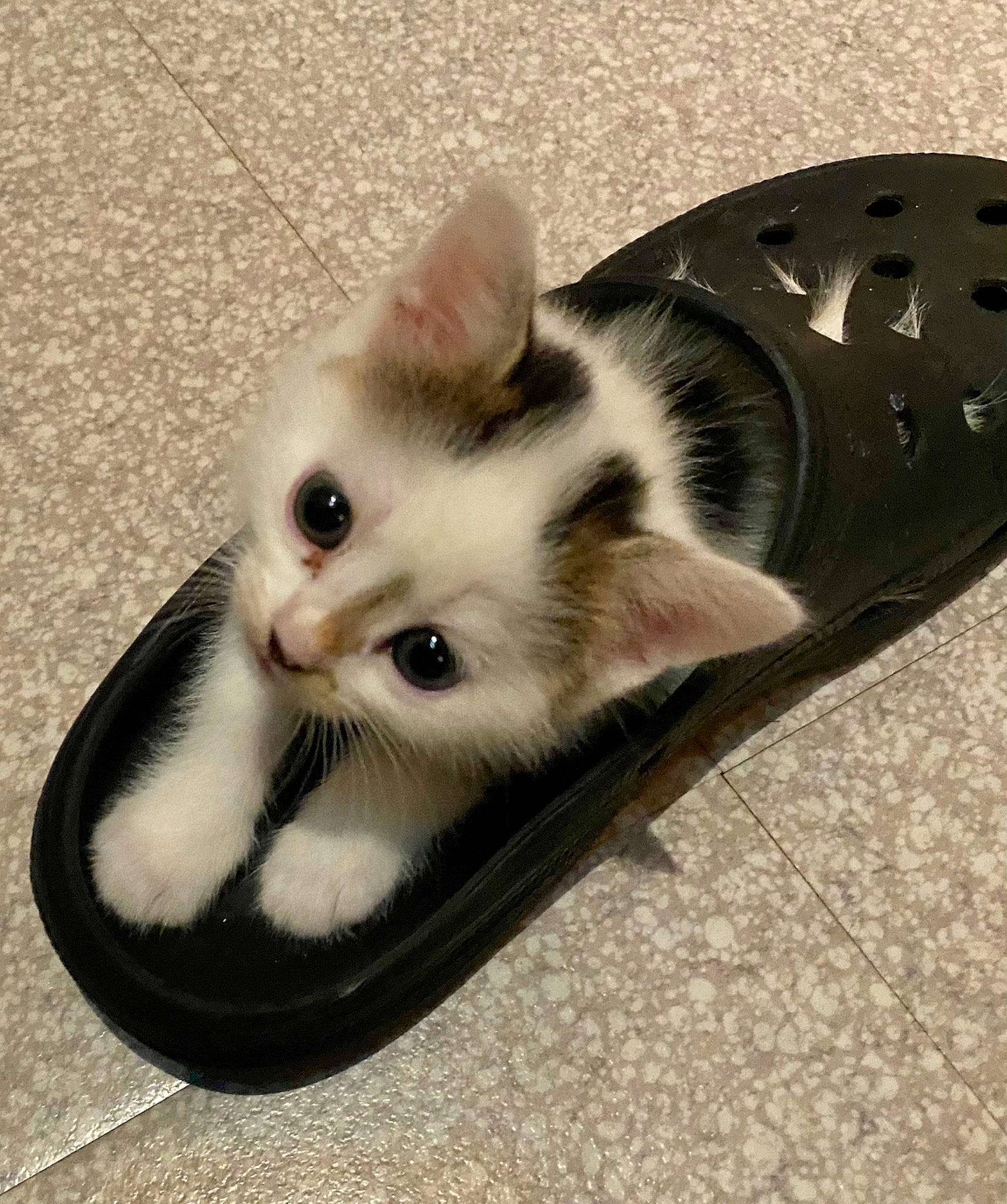 Pookie participe au concours pour gagner de l'argent avec cette photo : box, carnivore, cat, domestic_short_haired_cat, felidae, flooring, foot, fur, metal, musical_instrument, paw, small_to_medium_sized_cats, snout, tail, whiskers