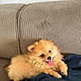 Ava participe au concours pour gagner de l'argent avec cette photo : puppy, dog, pomeranian, fluffy, tongue_out, couch, blanket, indoor, pet, cute, small_dog, fur, happy, animal, companion, cozy, relaxed, friendly, domestic_animal, playful