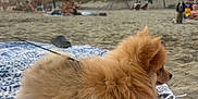 Ava participe au concours pour gagner de l'argent avec cette photo : dog, pomeranian, beach, sand, blanket, umbrella, sunset, clouds, people, leash, outdoor, pet, furry, small_dog, relaxing, vacation, summer, nature, animal, daytime