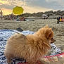 dog, pomeranian, beach, sand, blanket, umbrella, sunset, clouds, people, leash, outdoor, pet, furry, small_dog, relaxing, vacation, summer, nature, animal, daytime