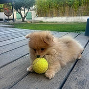 Ava a rejoint le concours — aidez-le/la à gagner de superbes lots ! puppy, dog, tennis_ball, wooden_deck, outdoor, grass, tree, pet, small_dog, fluffy, cute, animal, playing, greenery, yard, nature, young_animal, fur, adorable, companion