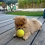 puppy, dog, tennis_ball, wooden_deck, outdoor, grass, tree, pet, small_dog, fluffy, cute, animal, playing, greenery, yard, nature, young_animal, fur, adorable, companion