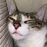 Tomy participe au concours pour gagner de l'argent avec cette photo : cat, close_up, pet, sleeping, cozy, whiskers, feline, indoor, cushion, texture, soft, relaxed, face, ears, fur, pink_nose, resting, comfortable, tabby, white_fur