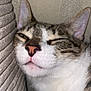 cat, close_up, pet, sleeping, cozy, whiskers, feline, indoor, cushion, texture, soft, relaxed, face, ears, fur, pink_nose, resting, comfortable, tabby, white_fur
