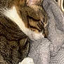 Tomy a rejoint le concours — aidez-le/la à gagner de superbes lots ! cat, tabby, sleeping, paw, feline, closeup, indoor, cozy, gray_towel, fur, whiskers, pet, animal, resting, cute, domestic_cat, relaxation, soft_texture, nap, peaceful