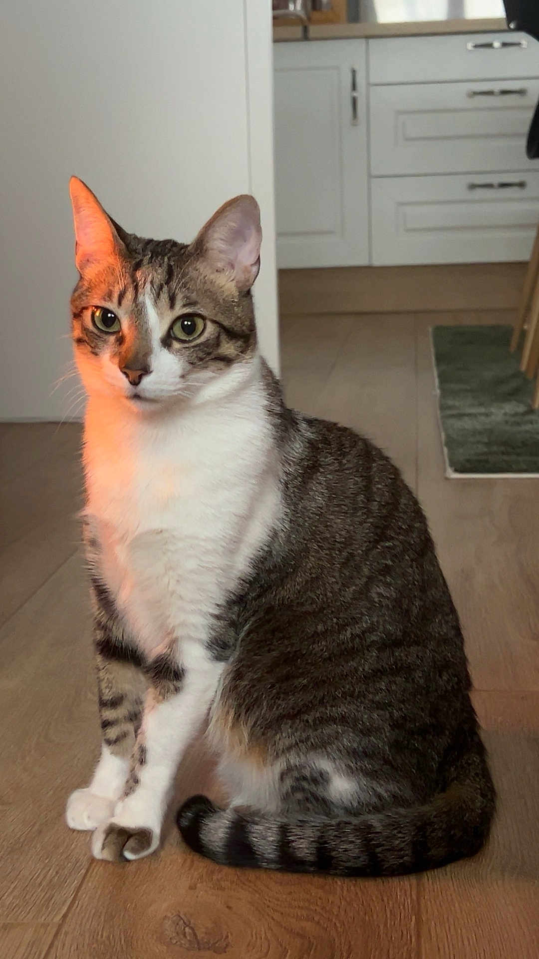 Tomy a rejoint le concours — aidez-le/la à gagner de superbes lots ! cat, tabby_cat, white_fur, striped_tail, sitting, wooden_floor, indoor, kitchen, cabinet, rug, pet, feline, domestic_animal, whiskers, alert, ears_up, curious, side_view, cozy, warm_light