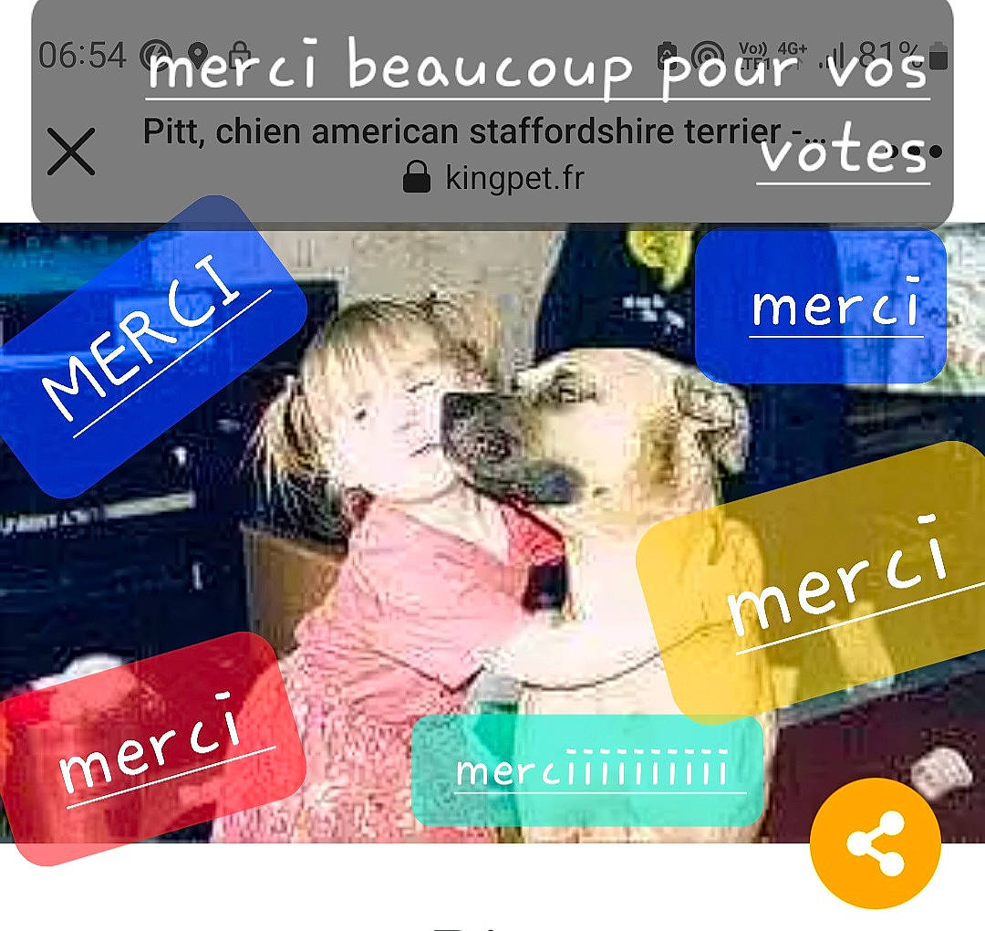 Pitt a rejoint le concours — aidez-le/la à gagner de superbes lots ! advertising, brand, canidae, carnivore, companion_dog, dog, dog_breed, dog_supply, electric_blue, event, font, happy, logo, paw, photo_caption, product, puppy_love, recreation, sporting_group, toy_dog