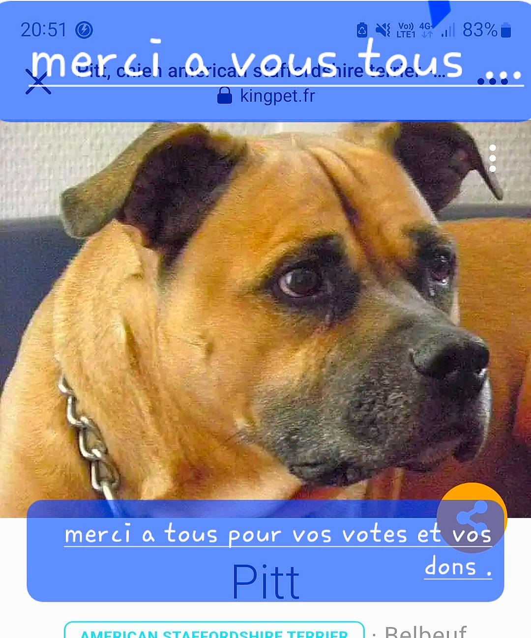 Pitt participe au concours pour gagner de l'argent avec cette photo : advertising, canidae, carnivore, collar, companion_dog, dog, dog_breed, fawn, font, fur, giant_dog_breed, internet_meme, paw, photo_caption, photography, puppy_love, snout, sporting_group, whiskers, working_dog