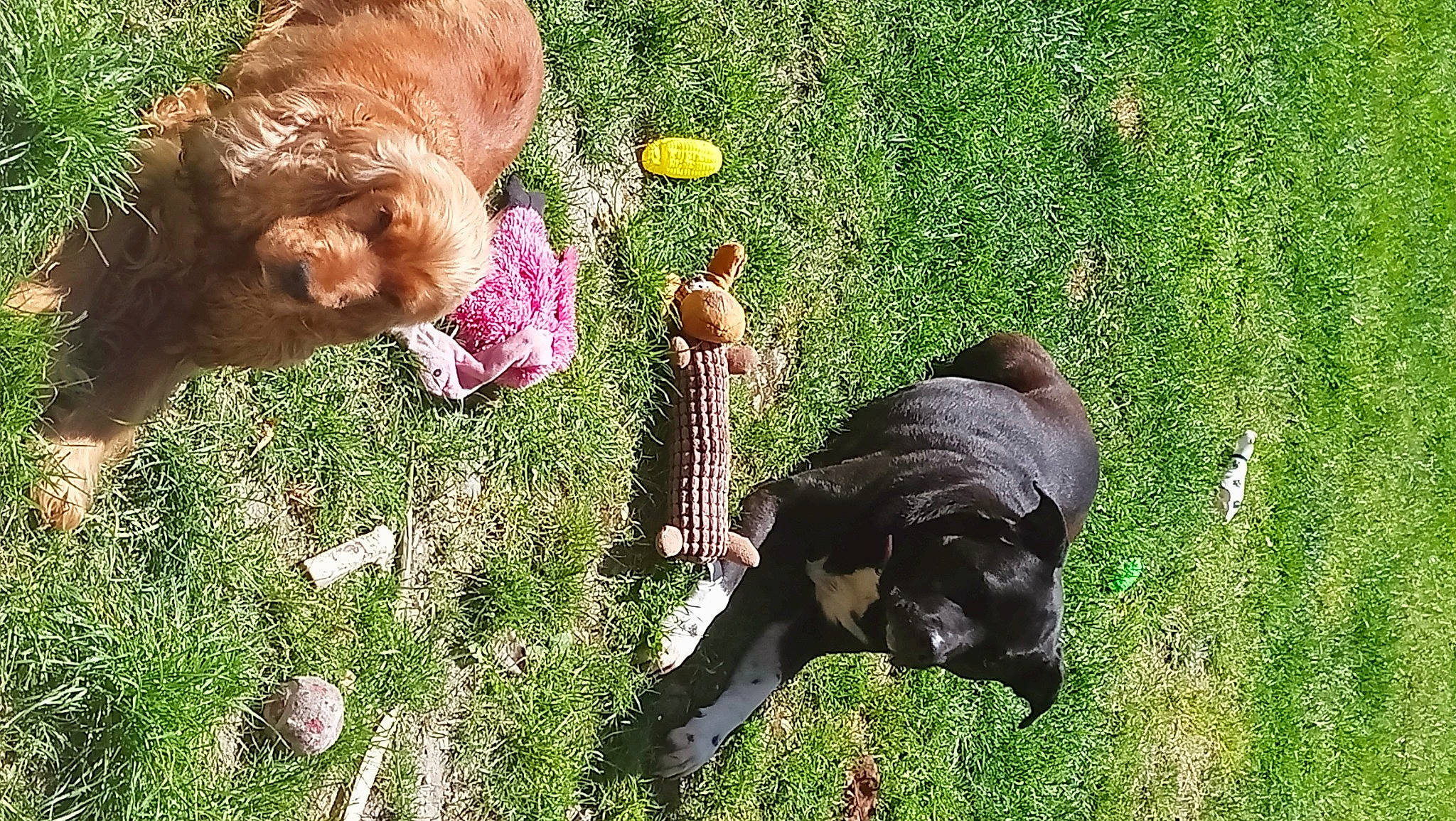 Lili participe au concours pour gagner de l'argent avec cette photo : canidae, carnivore, companion_dog, dog, dog_breed, fawn, fur, grass, grass_family, groundcover, lawn, liver, mammal, pasture, people_in_nature, plant, sporting_group, tail, terrestrial_animal, working_animal