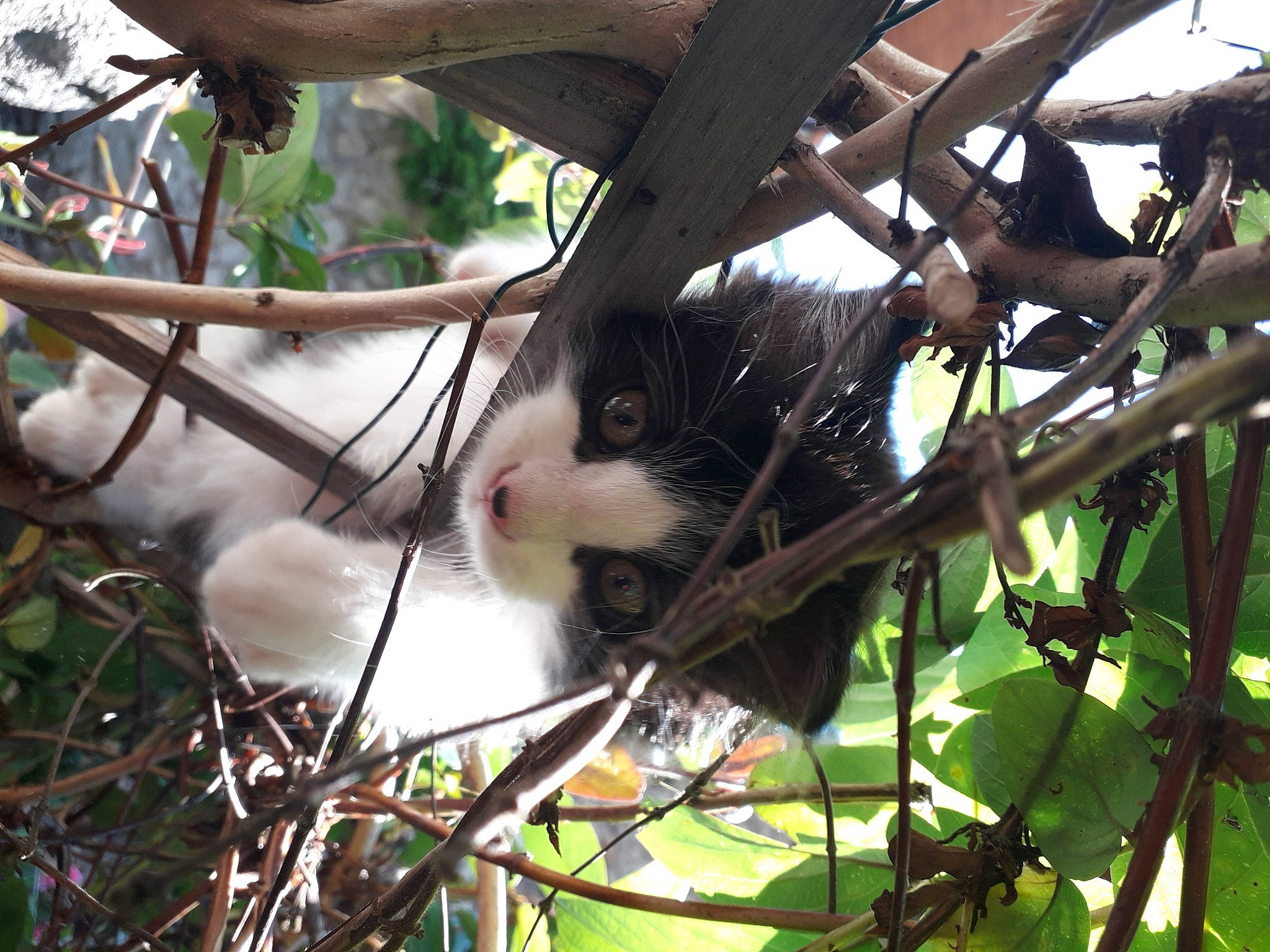 Simba participe au concours pour gagner de l'argent avec cette photo : branch, marsupial, plant