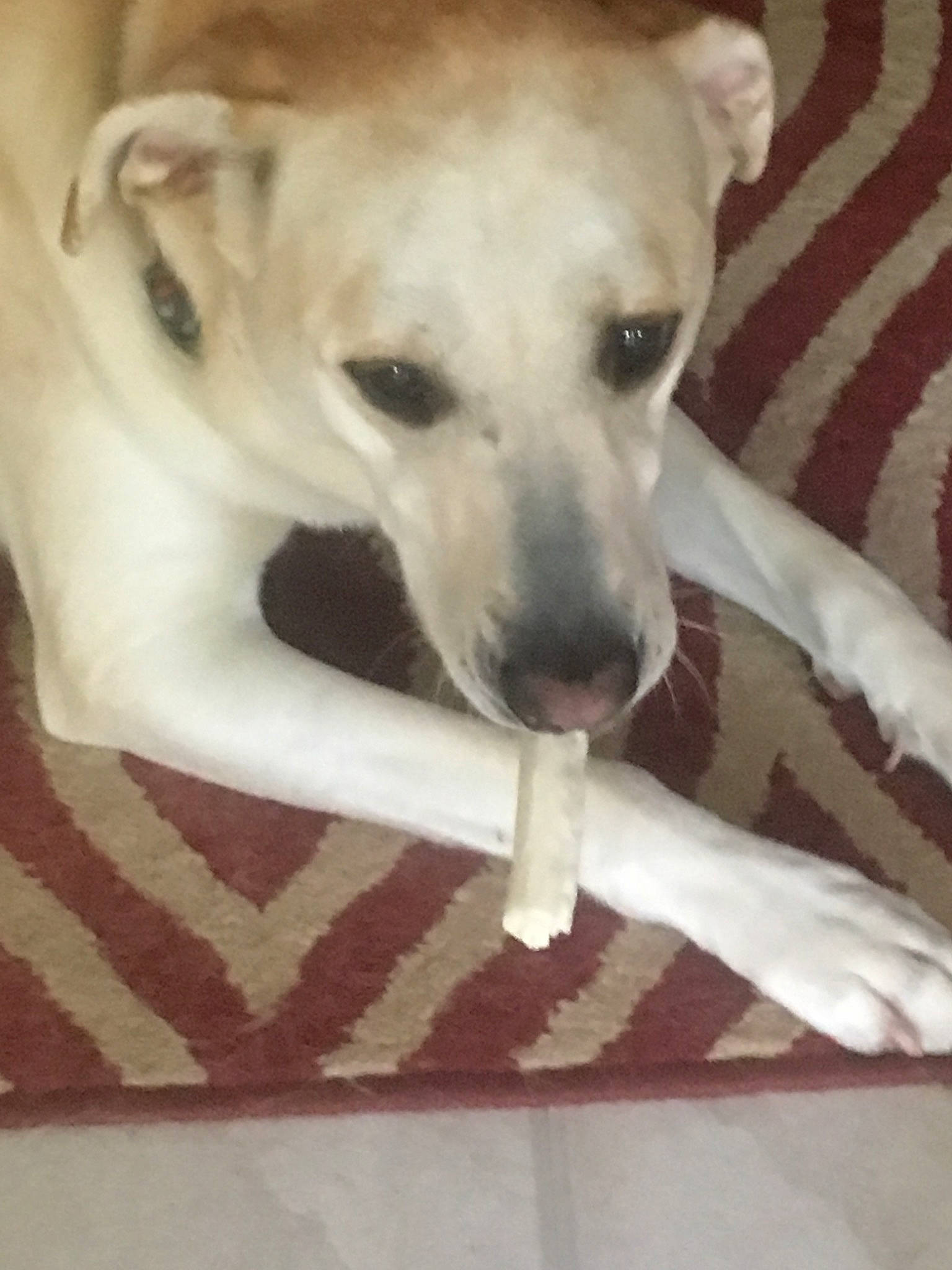 Birdie is registered to the contest to win money with this photo: canidae, carnivore, companion_dog, dog, dog_breed, fawn, lurcher, mammal, potcake_dog, rare_breed_dog, snout, sporting_group, tail, vertebrate, whippet, whiskers