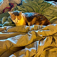 Luna is registered to the contest to win money with this photo: cat, blanket, bed, bedding, cozy, fur, indoor, light, nap, pet, relaxing, resting, sleepy, soft, window, warm, whiskers, yellow_light, comfort, domestic_animal