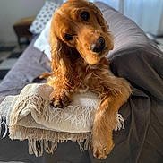 Jude a rejoint le concours — aidez-le/la à gagner de superbes lots ! dog, cocker_spaniel, pet, portrait, indoor, sofa, blanket, fringe, paw, nose, eyes, fur, relaxed, tilted_head, cozy, natural_light, bokeh, home, pillow, cute