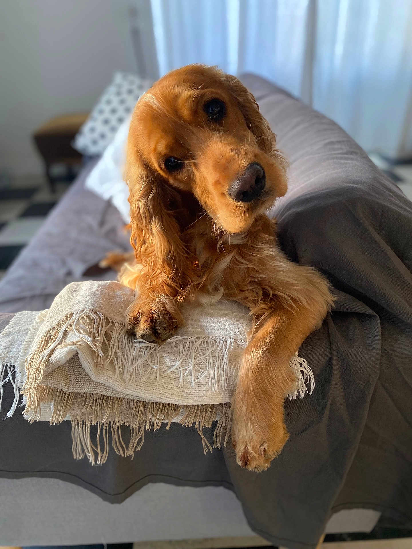 Jude a rejoint le concours — aidez-le/la à gagner de superbes lots ! dog, cocker_spaniel, pet, portrait, indoor, sofa, blanket, fringe, paw, nose, eyes, fur, relaxed, tilted_head, cozy, natural_light, bokeh, home, pillow, cute
