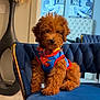 Kodi is registered to the contest to win money with this photo: adorable, artwork, blue_chair, carpet, costume, curly_fur, cute, decor, dog, fluffy, furniture, horse_painting, indoor, pet, portrait, puppy, sitting, small_dog, superman_outfit, vase