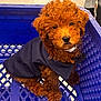 Kodi is registered to the contest to win money with this photo: adorable, animal, blue_basket, brown, clothing, curly_fur, cute, dog, domestic_animal, floor, furry, indoors, looking_up, pet, plastic, puppy, shopping_cart, small_dog, sweater, young_dog