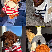 Kodi is registered to the contest to win money with this photo: animal, brown_fur, carpet, curly_fur, cushion, cute, decor, dog, fluffy, hand, indoor, natural_light, pet, playing, portrait, puppy, small_dog, striped_shirt, vase, window