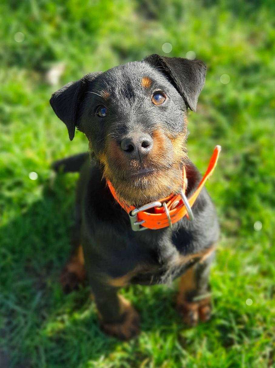 Pagaille participe au concours pour gagner de l'argent avec cette photo : black_and_tan_terrier, canidae, carnivore, companion_dog, dog, dog_breed, german_pinscher, hunting_dog, jagdterrier, mammal, patterdale_terrier, plant, puppy, rare_breed_dog, snout, sporting_group, terrier, vertebrate, working_terrier