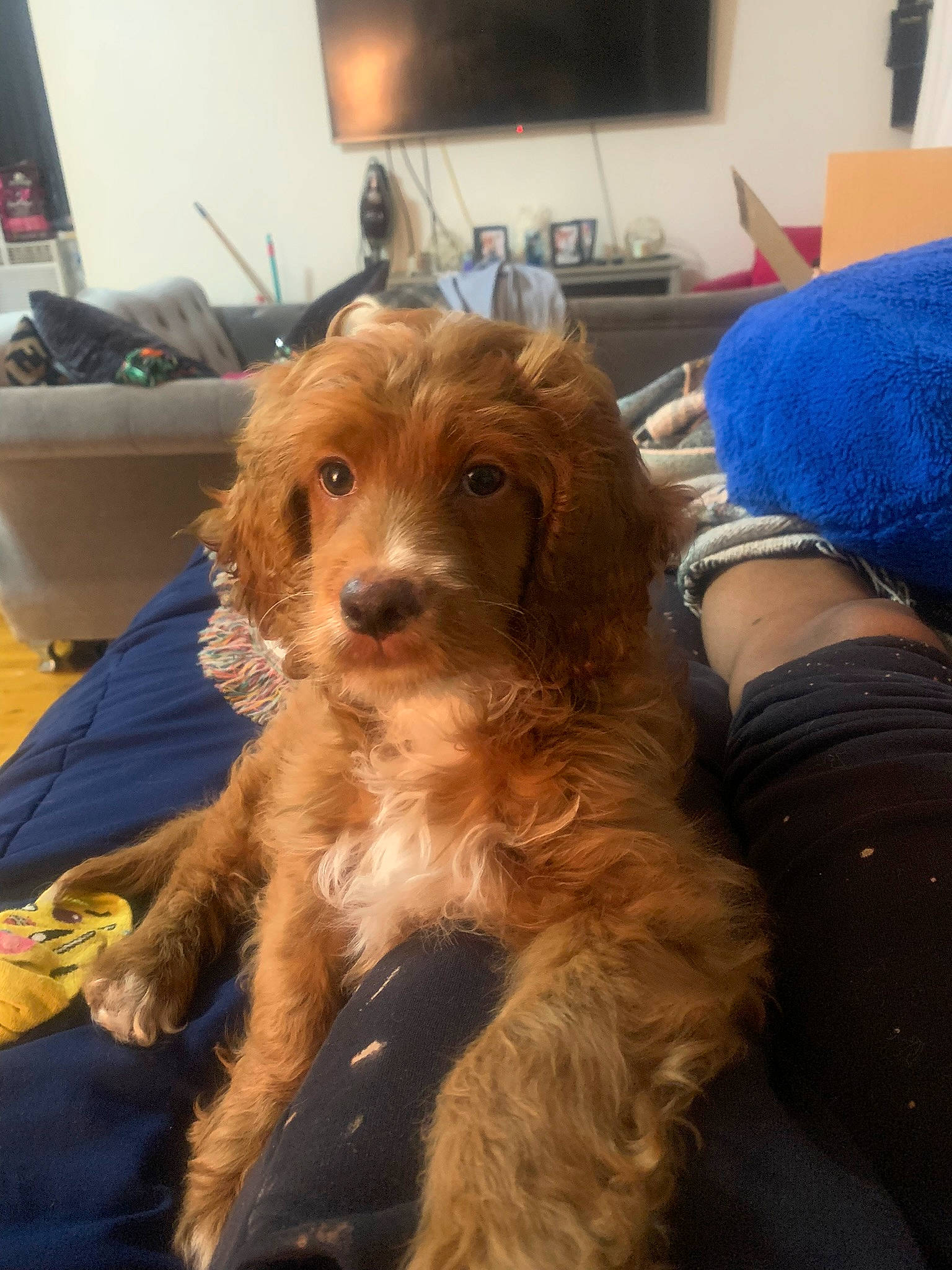 Champ joined the competition — help win amazing prizes! carnivore, chair, companion_dog, dog, dog_breed, fawn, fur, hat, houseplant, liver, picture_frame, small_terrier, snout, spaniel, sporting_group, television, terrier, toy_dog, whiskers, working_animal