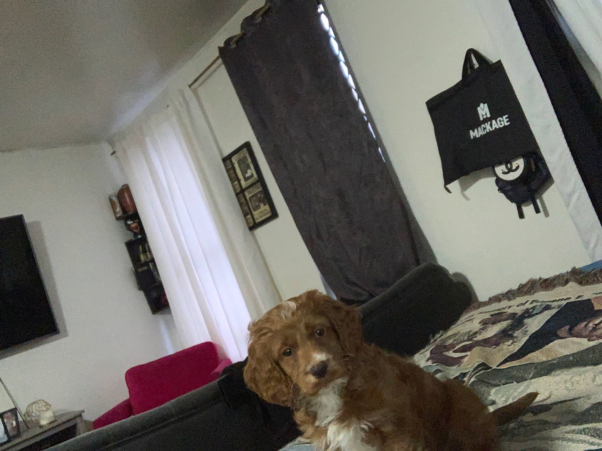 Champ is registered to the contest to win money with this photo: art, big_cats, comfort, companion_dog, couch, curtain, felidae, flooring, fur, hardwood, house, living_room, picture_frame, plant, room, small_to_medium_sized_cats, sporting_group, terrestrial_animal, toy, wood