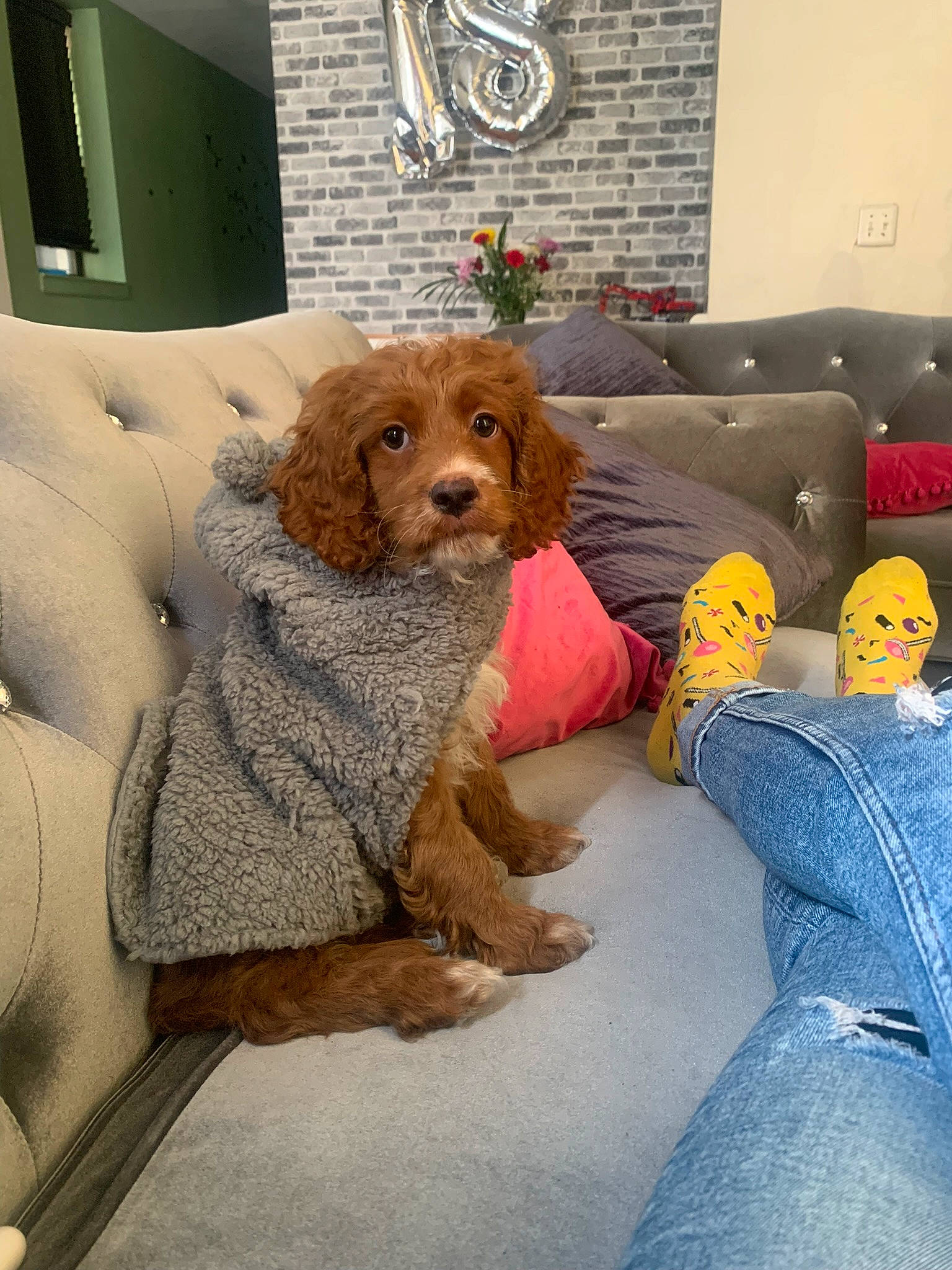 Champ is registered to the contest to win money with this photo: carnivore, comfort, companion_dog, couch, dog, dog_breed, dog_supply, fawn, floor, flooring, house, interior_design, liver, living_room, mammal, picture_frame, room, studio_couch, toy, vertebrate