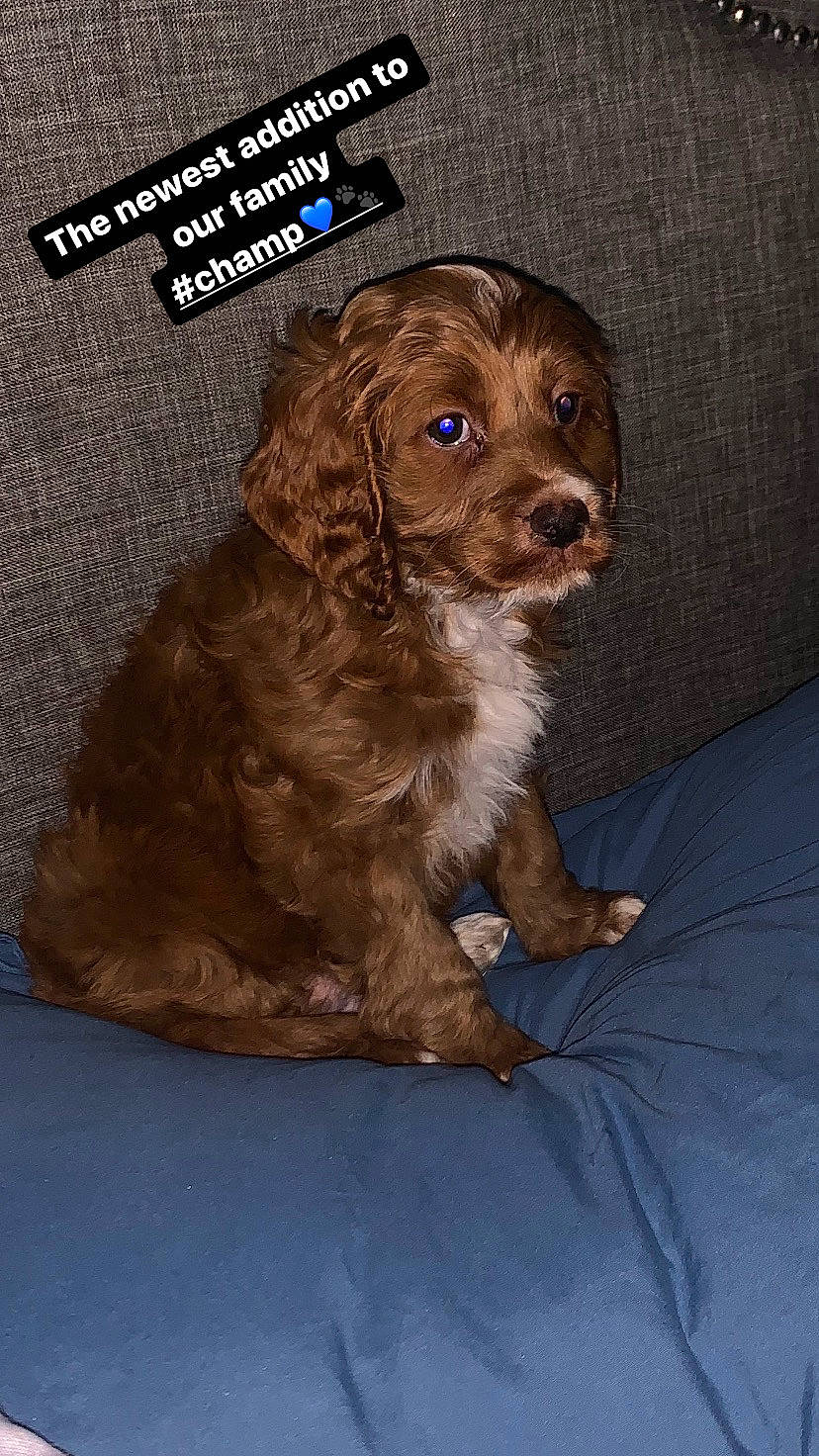 Champ is registered to the contest to win money with this photo: brown, canidae, carnivore, companion_dog, dog, dog_breed, fur, gun_dog, liver, logo, puppy, snout, spaniel, sporting_group, terrestrial_animal, whiskers, working_animal