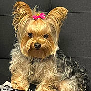 Kai is registered to the contest to win money with this photo: dog, yorkshire_terrier, pet, bow, fur, small_dog, sitting, cute, indoor, couch, animal, portrait, domestic_animal, canine, companion, fluffy, adorable, furry, looking_at_camera, cute_pet