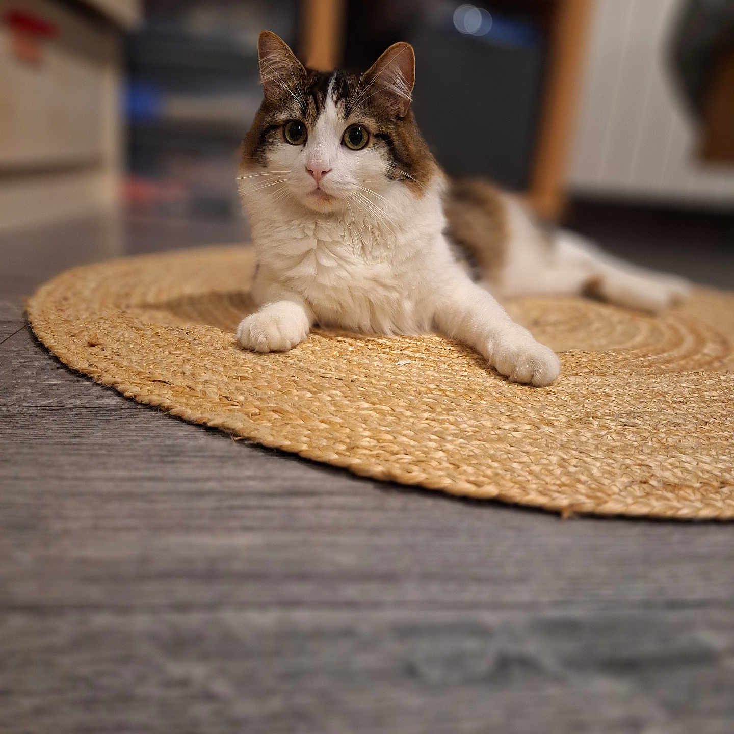 Beudy participe au concours pour gagner de l'argent avec cette photo : animal, brown, cat, closeup, cozy, curious, cute, domestic, feline, floor, fur, indoor, laying, pet, relaxed, rug, soft_focus, tabby, whiskers, white