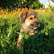 Archibald a rejoint le concours — aidez-le/la à gagner de superbes lots ! puppy, dog, grass, wildflowers, orange_flowers, yellow_flowers, sunlight, outdoor, nature, meadow, greenery, cute, pet, animal, young_dog, fur, portrait, calm, summer, daytime
