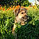 Archibald