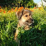 puppy, dog, grass, wildflowers, orange_flowers, yellow_flowers, sunlight, outdoor, nature, meadow, greenery, cute, pet, animal, young_dog, fur, portrait, calm, summer, daytime