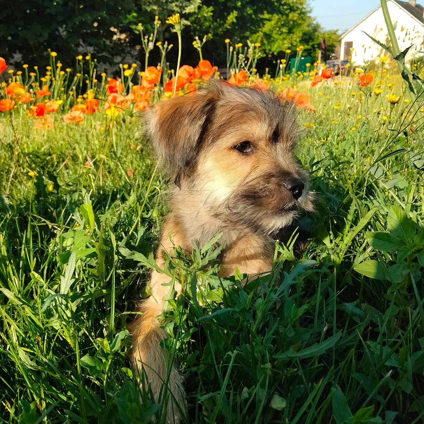 Archibald a rejoint le concours — aidez-le/la à gagner de superbes lots ! animal, calm, cute, daytime, dog, fur, grass, greenery, meadow, nature, orange_flowers, outdoor, pet, portrait, puppy, summer, sunlight, wildflowers, yellow_flowers, young_dog