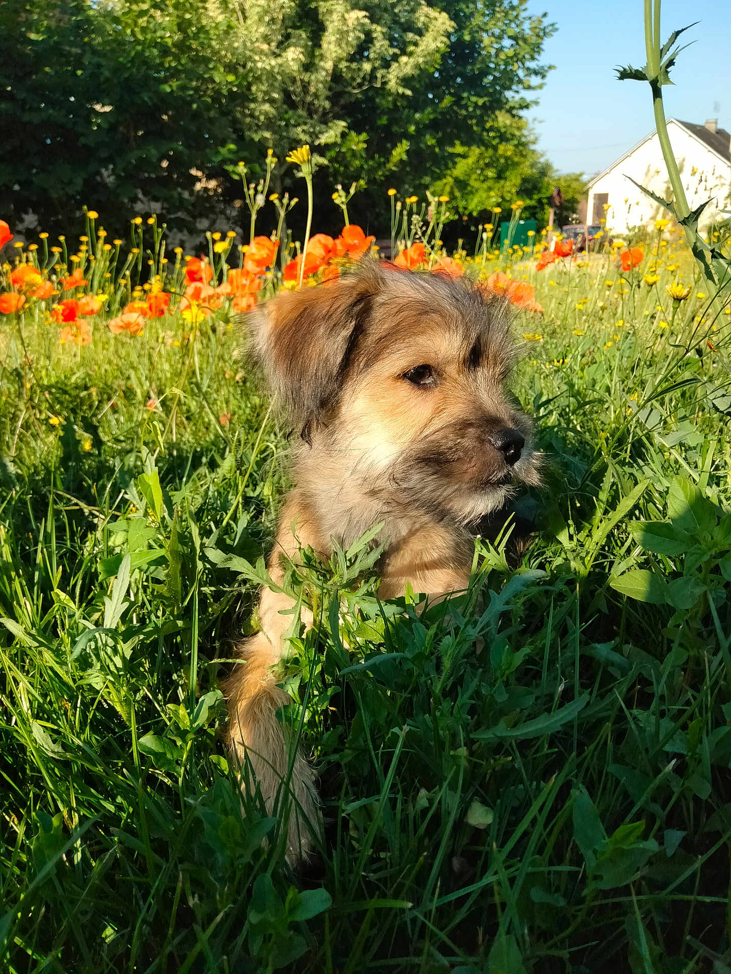 Archibald a rejoint le concours — aidez-le/la à gagner de superbes lots ! puppy, dog, grass, wildflowers, orange_flowers, yellow_flowers, sunlight, outdoor, nature, meadow, greenery, cute, pet, animal, young_dog, fur, portrait, calm, summer, daytime