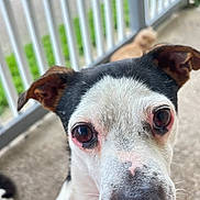 Charlie Brown is registered to the contest to win money with this photo: dog, pet, close_up, black_and_white, porch, railing, outdoor, canine, face, ears, nose, fur, animal, curious, expression, whiskers, background_blur, greenery, companion, domestic