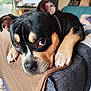 animal, armchair, bulldog, canine, chair, clothing, computerhardware, couch, dog, electronics, furniture, hardware, hound, jeans, monitor, pants, person, pet, puppy, screen