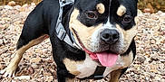 Yuki participe au concours pour gagner de l'argent avec cette photo : accessories, animal, bostonbull, boxer, bulldog, canine, dog, frenchbulldog, gravel, outdoors, pebble, pet, pitbull, puppy, road, rock, rubble, slate, soil, strap