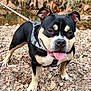 accessories, animal, bostonbull, boxer, bulldog, canine, dog, frenchbulldog, gravel, outdoors, pebble, pet, pitbull, puppy, road, rock, rubble, slate, soil, strap
