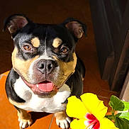Yuki participe au concours pour gagner de l'argent avec cette photo : animal, bodypart, bulldog, canine, dog, face, flower, flowerarrangement, frenchbulldog, geranium, head, hibiscus, hound, mouth, person, pet, petal, plant, pollen, puppy