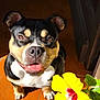 animal, bodypart, bulldog, canine, dog, face, flower, flowerarrangement, frenchbulldog, geranium, head, hibiscus, hound, mouth, person, pet, petal, plant, pollen, puppy