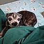 bed, bedding, big_eyes, blanket, brindle_coat, chihuahua, cozy, curled_up, dog, green_blanket, indoors, nose, paw, pet, resting, senior_dog, small_dog, snout, snowman_pattern, teeth