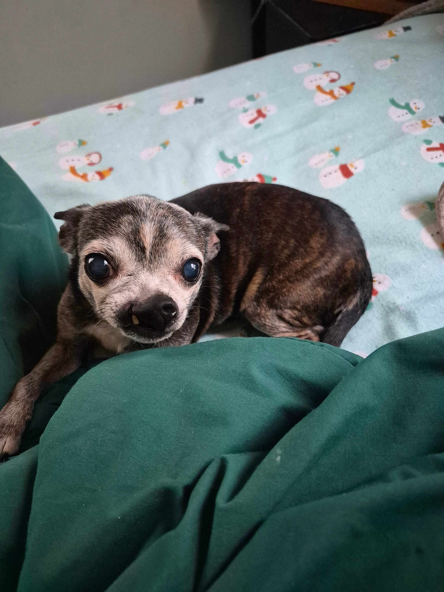 Gigi joined the competition — help win amazing prizes! bed, bedding, big_eyes, blanket, brindle_coat, chihuahua, cozy, curled_up, dog, green_blanket, indoors, nose, paw, pet, resting, senior_dog, small_dog, snout, snowman_pattern, teeth