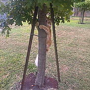 Winnie is registered to the contest to win money with this photo: animal, backyard, cat, climbing, curious, cute, feline, grass, greenery, hiding, leaves, nature, orange_cat, outdoor, pet, playful, tree, trunk, yard, young_tree